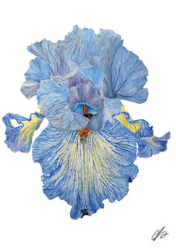 Iris Acoma