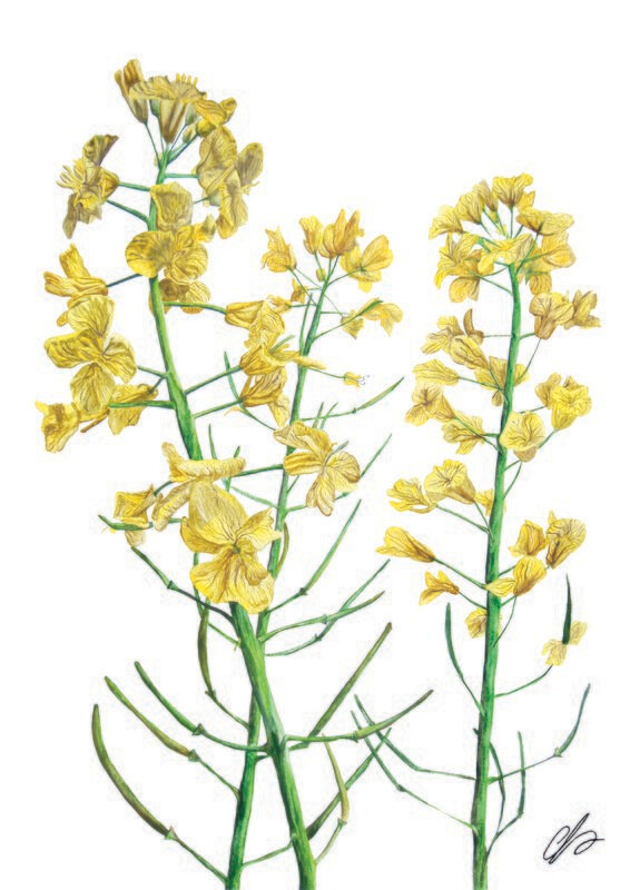 Rapeseed