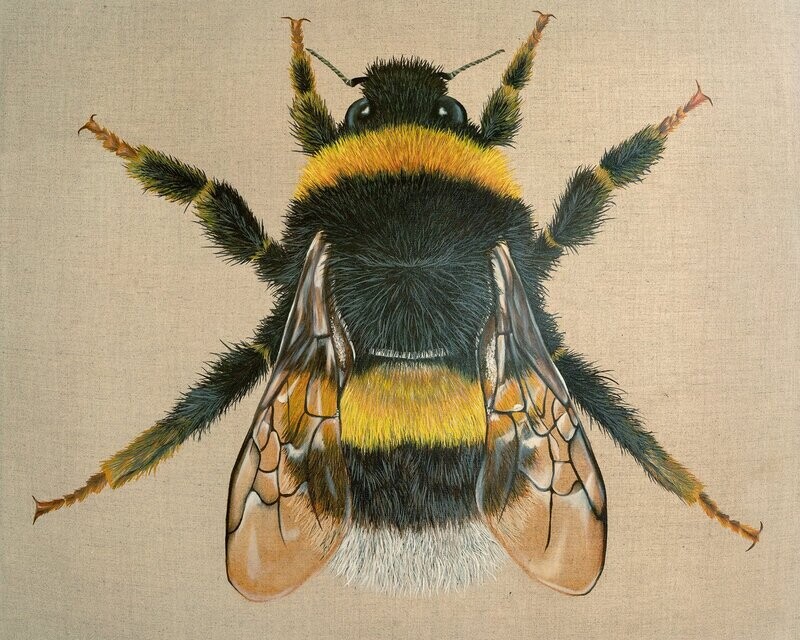 Bumble Bee
