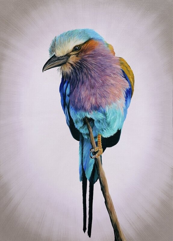 Lilac Breasted Roller