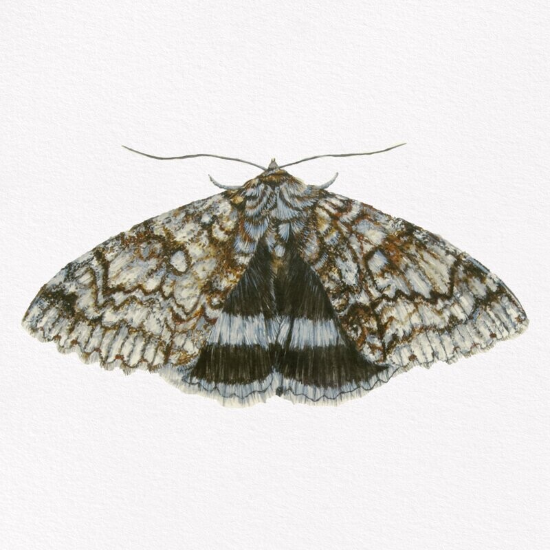 Blue Underwing Moth Original Painting