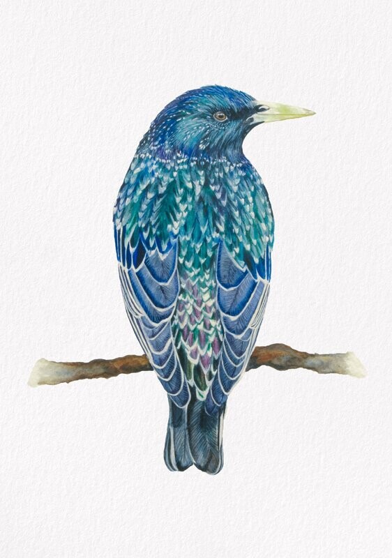 European Starling Original Painting