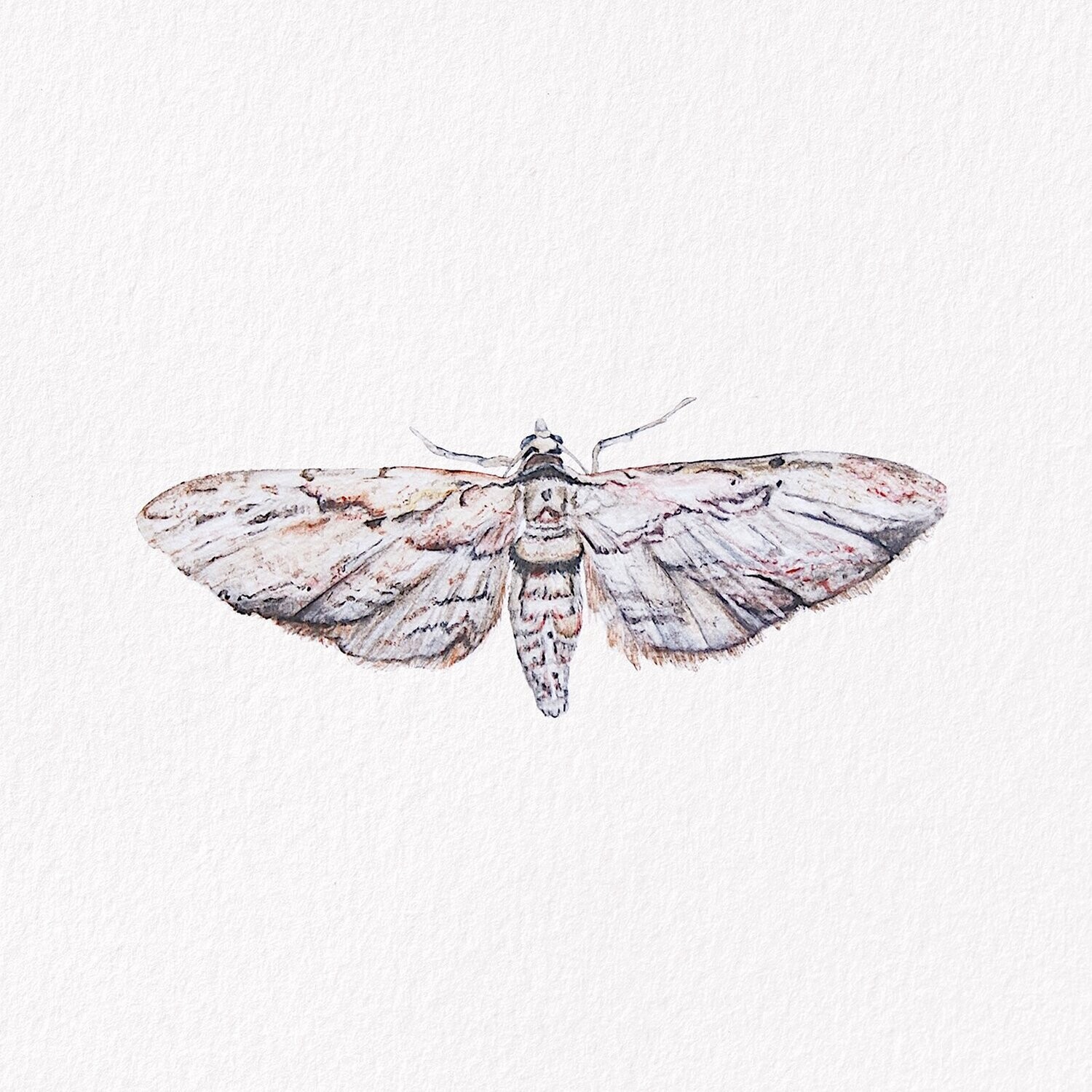Common Grey Moth Original Painting