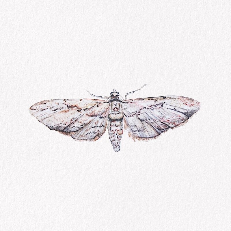 Common Grey Moth Original Painting