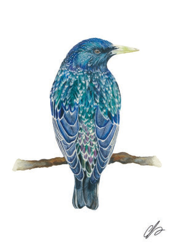 European Starling