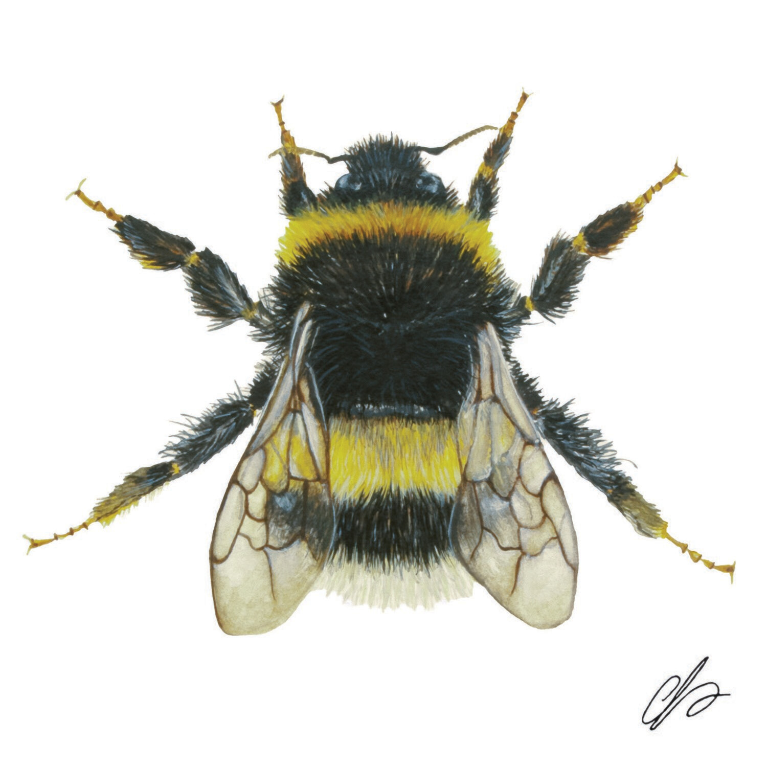 Bumblebee (watercolour)
