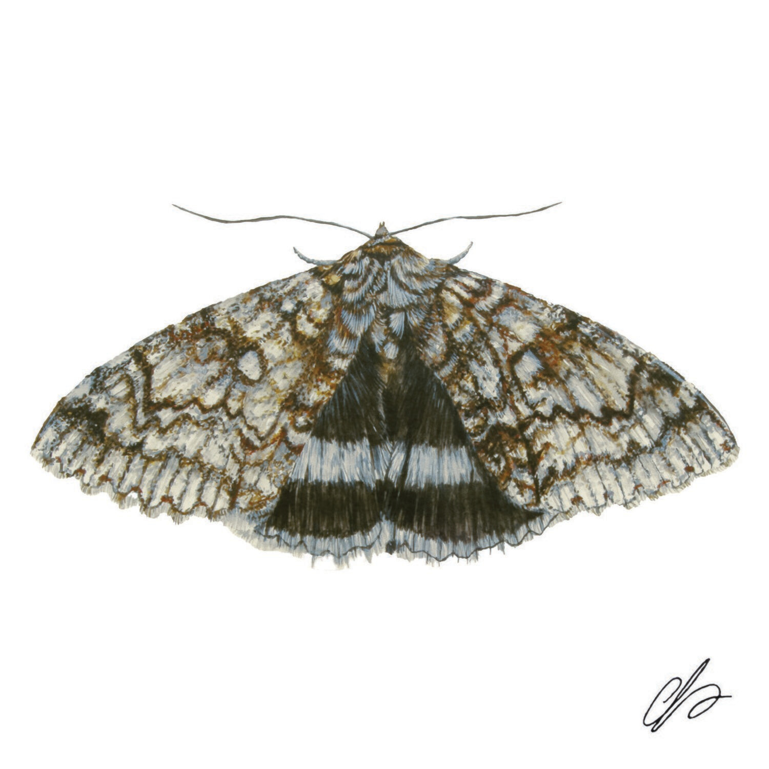 Blue Underwing Moth