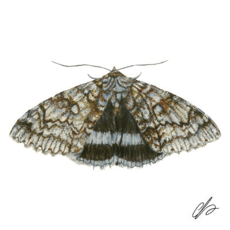 Blue Underwing Moth