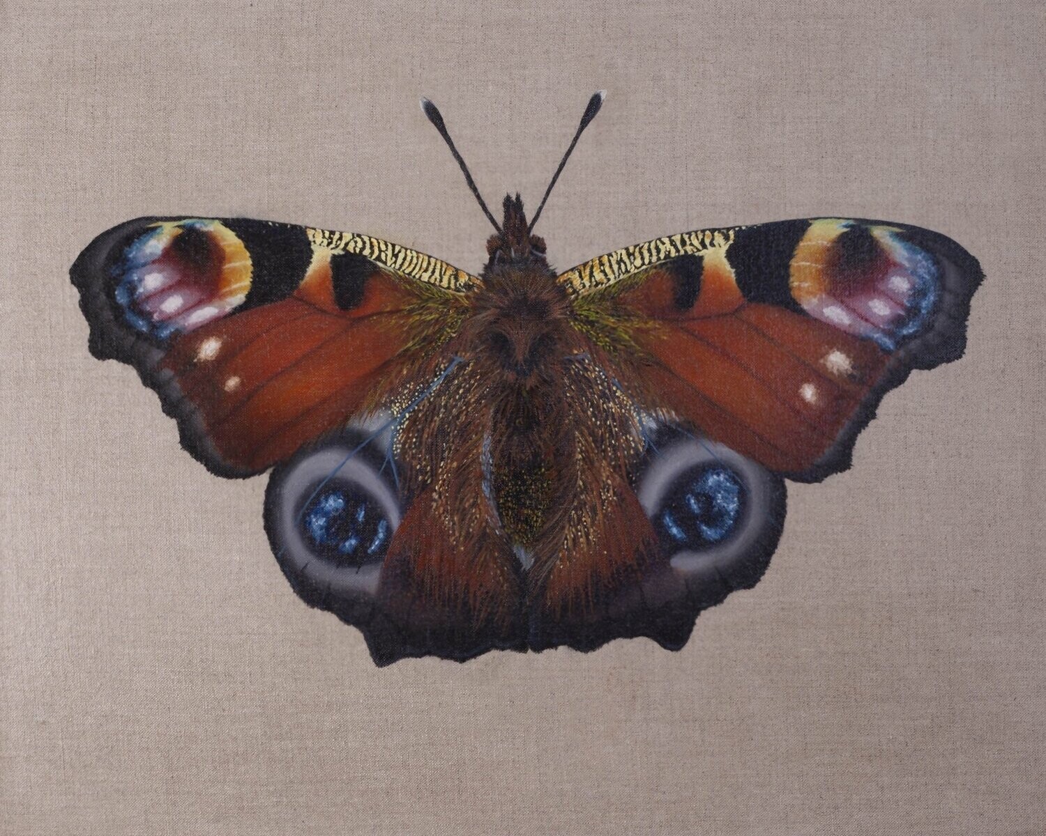 Peacock Butterfly Original Painting
