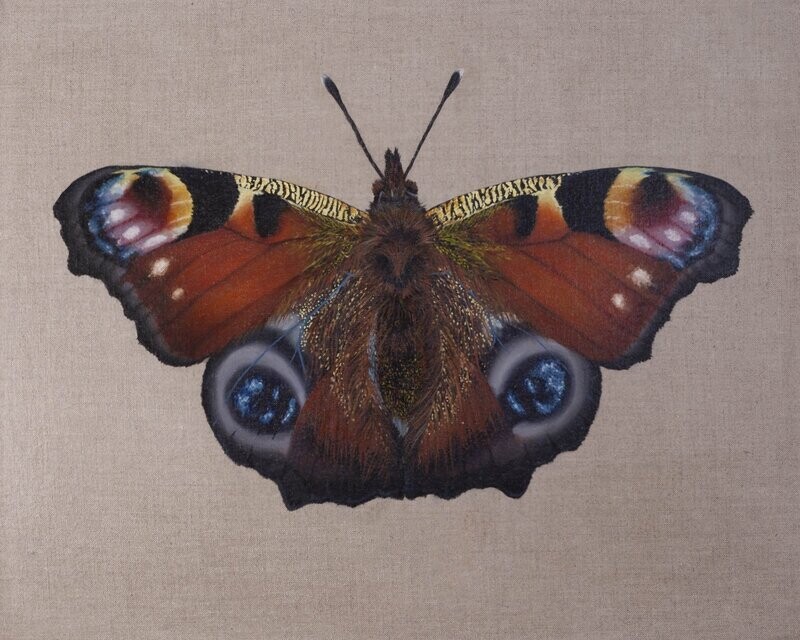 Peacock Butterfly Original Painting