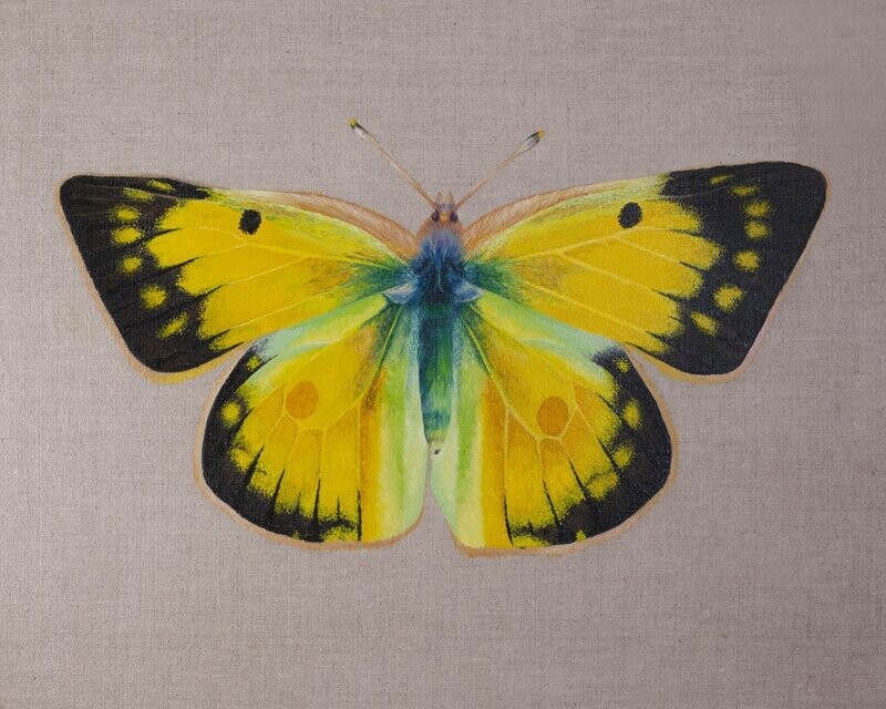Orange Sulphur Butterfly Original Painting
