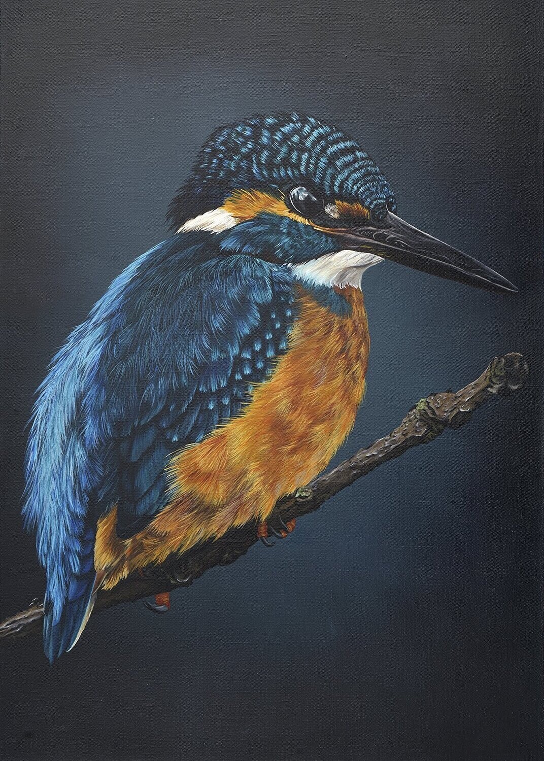 Kingfisher