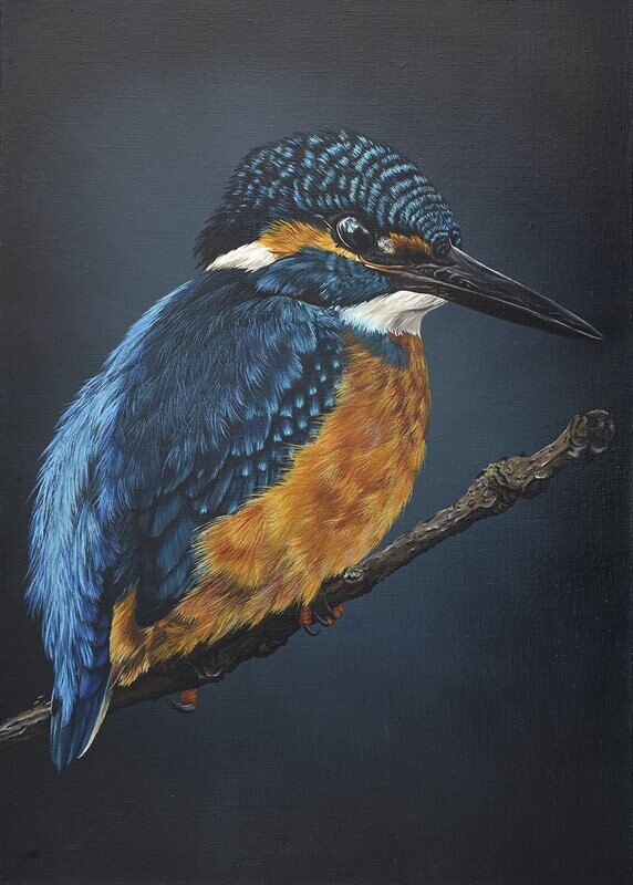 Kingfisher