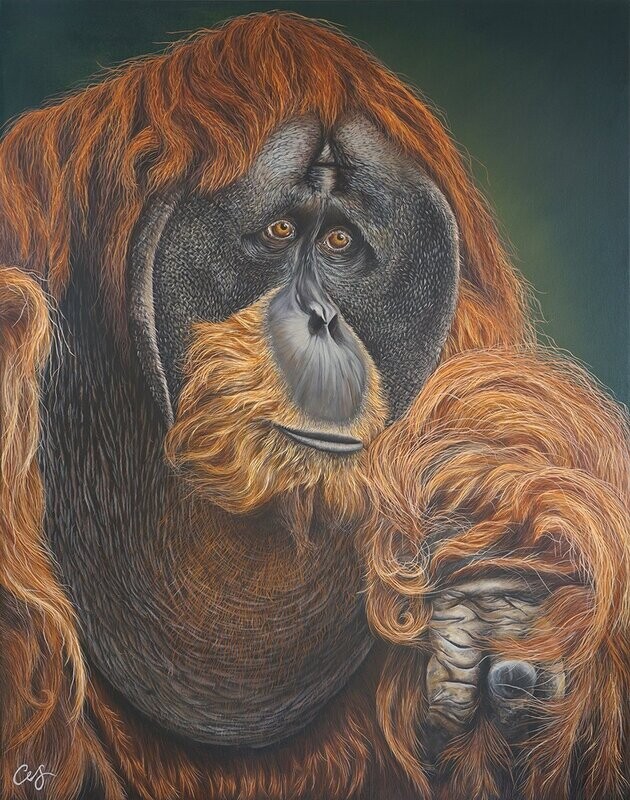 'Puluh' Pongo Abelii