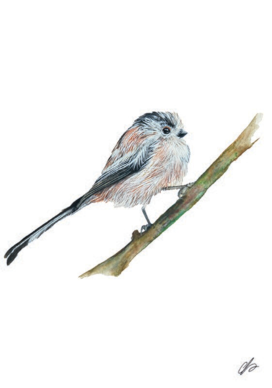 Long Tailed Tit