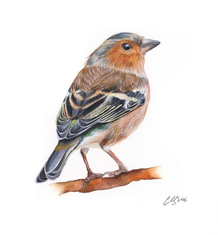 Chaffinch