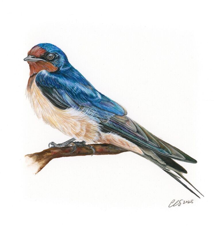 Barn Swallow