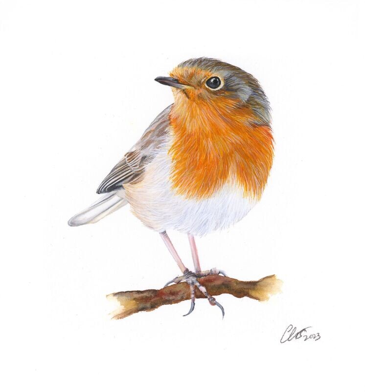 Robin Redbreast Original Painting