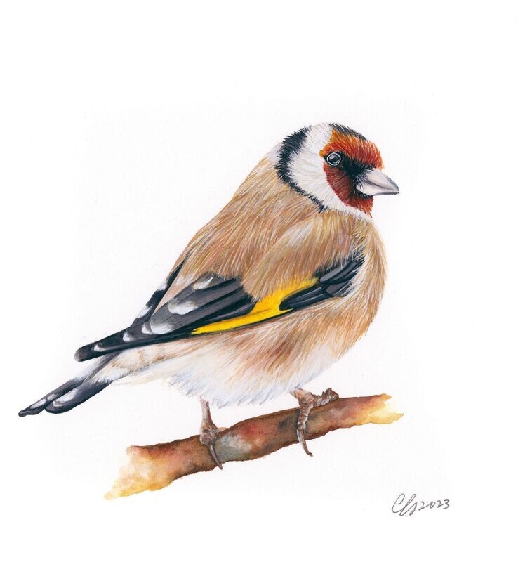 Goldfinch Original Painting