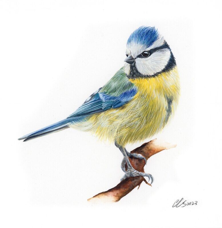 Blue Tit Original Painting