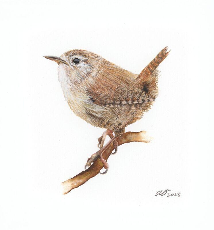 Jenny Wren Original Painting