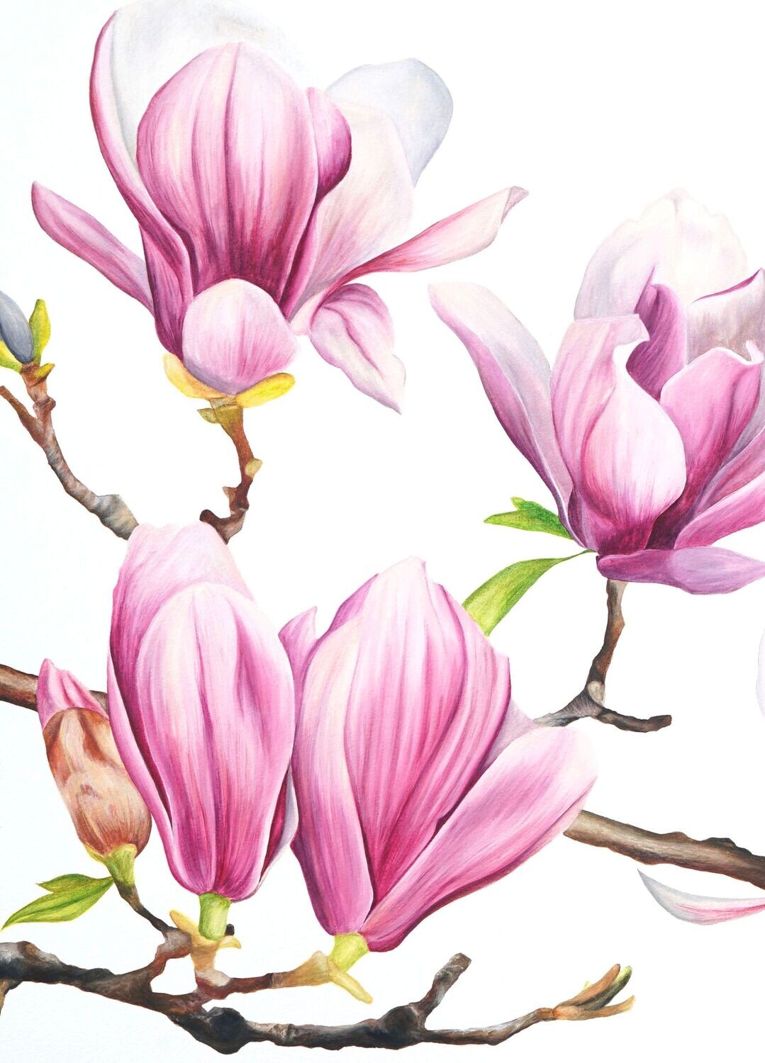 Magnolia Original Painting