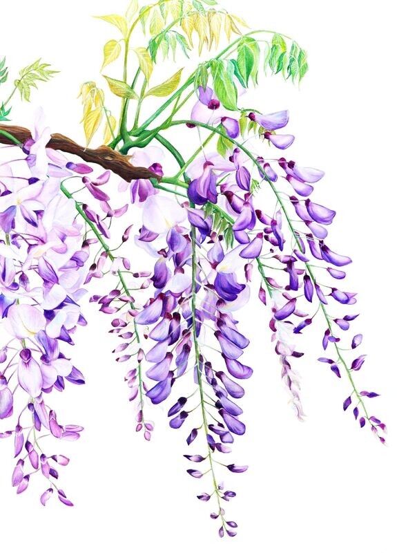 Wisteria