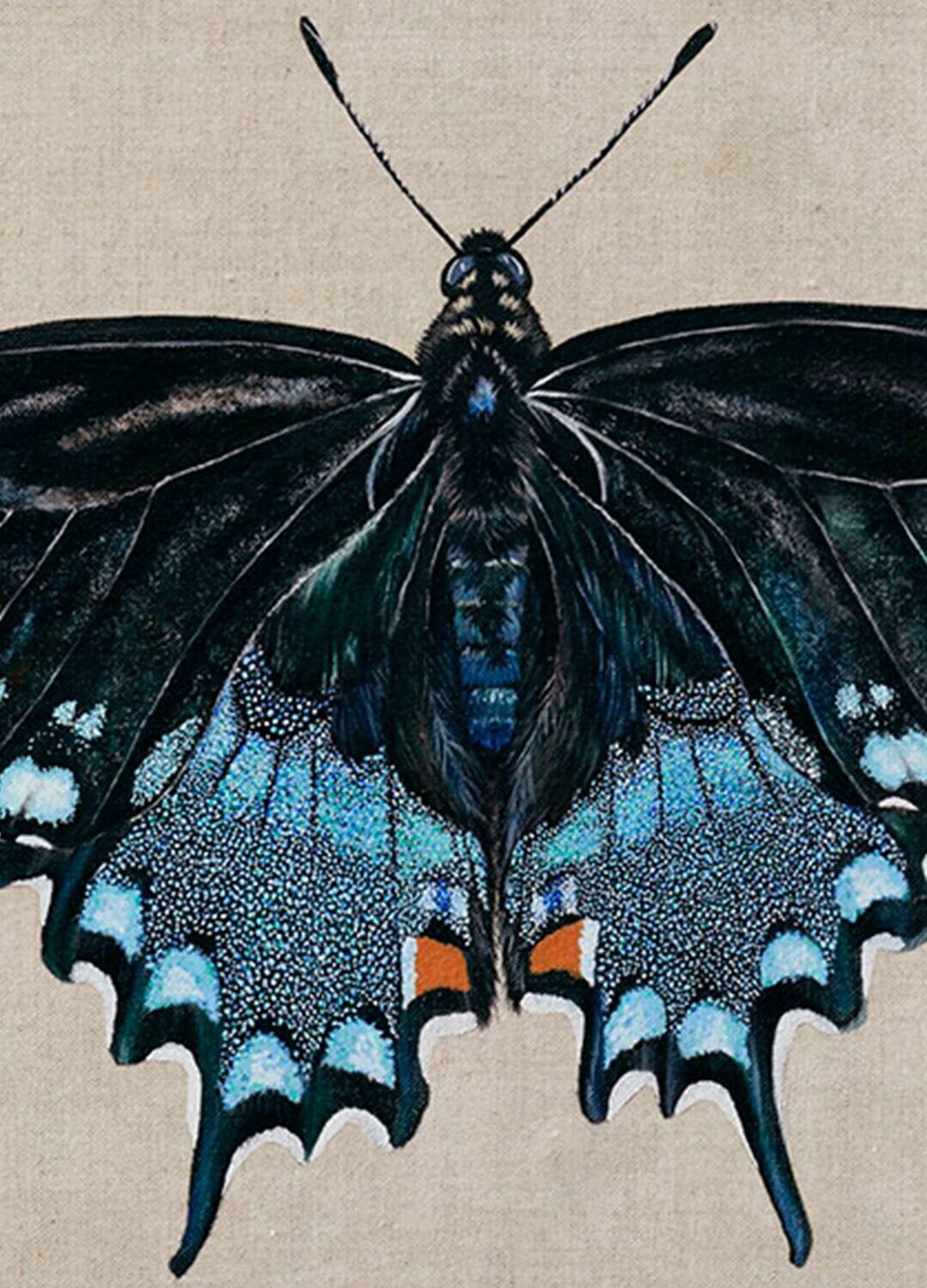 Spicebush Swallowtail Butterfly