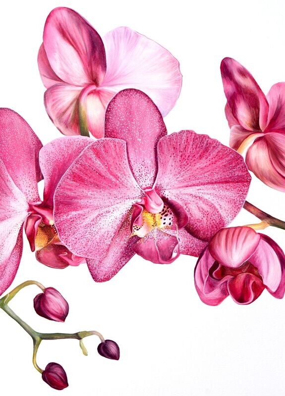 Orchid
