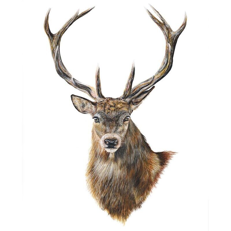 Stag