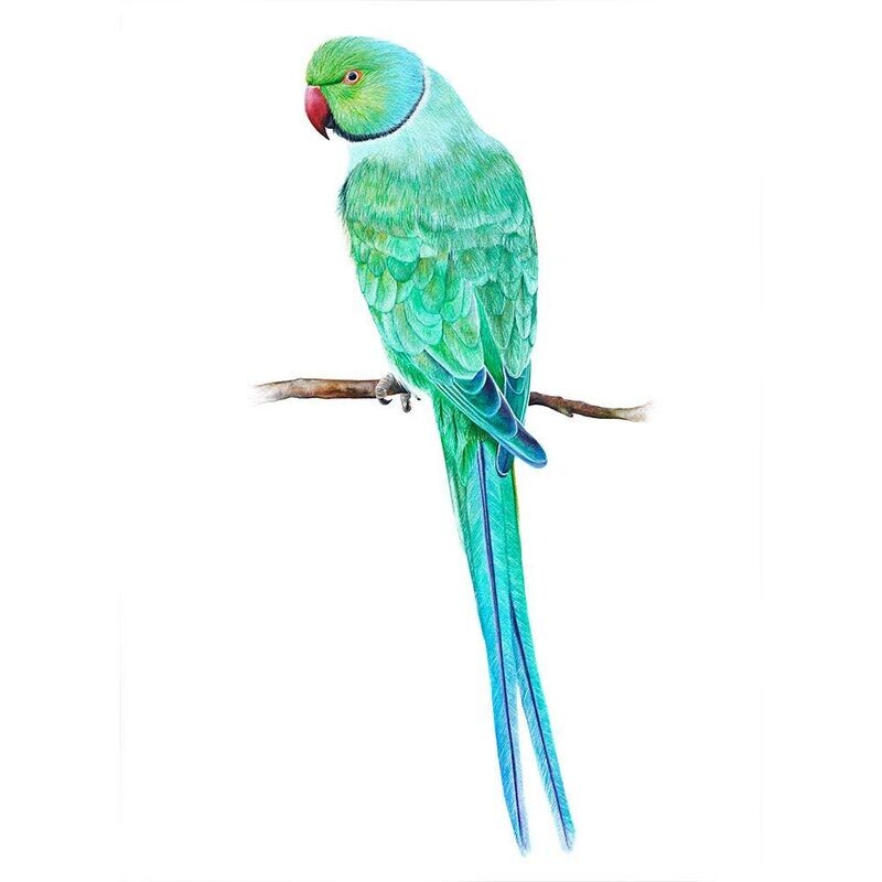 Ring Necked Parakeet