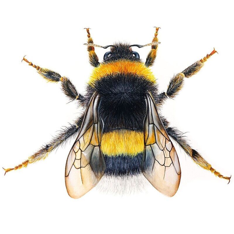 Queen Bumblebee
