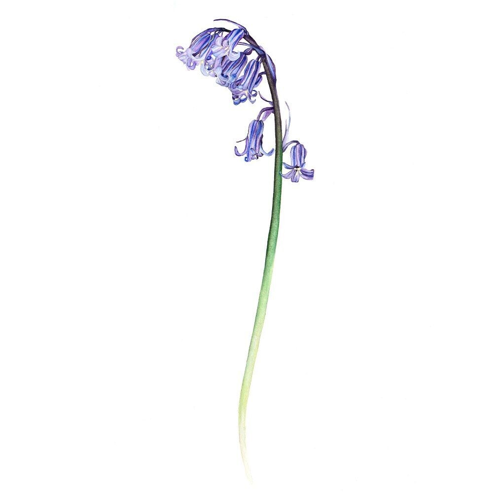 Bluebell