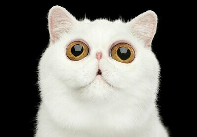 GATO