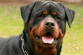 PERRO