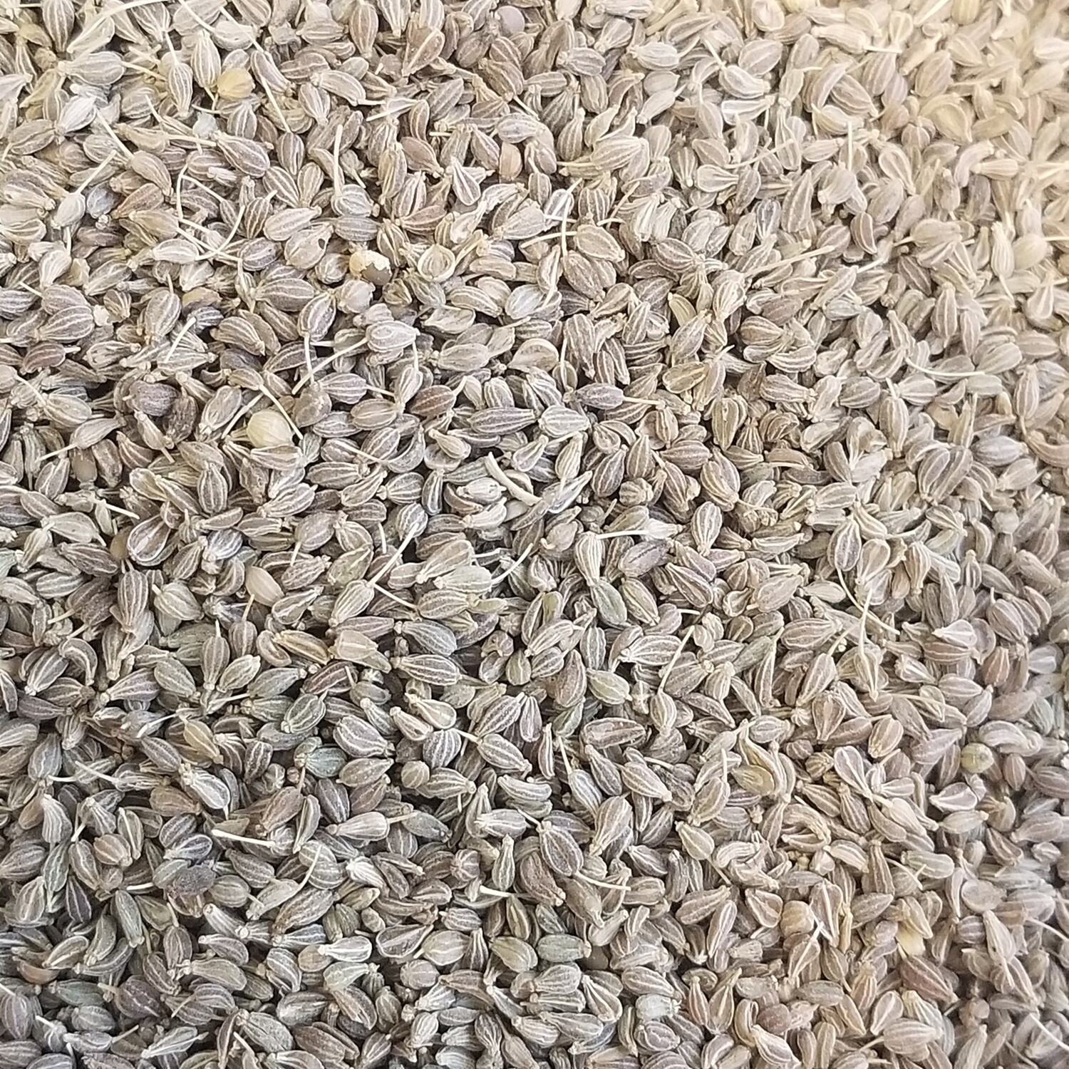 100g d'Anis vert en graines