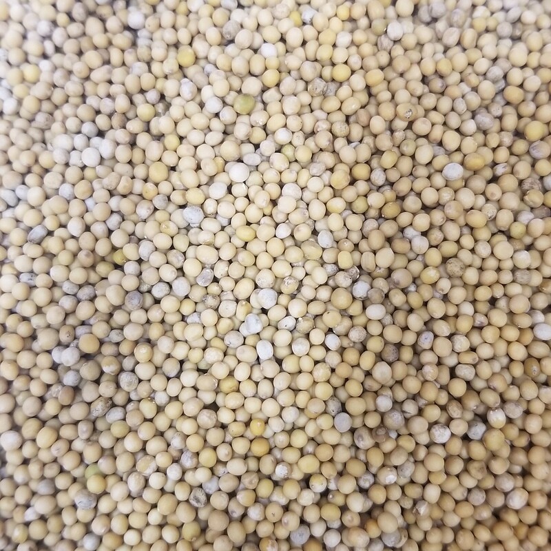 100g de Graines de Moutarde Blondes