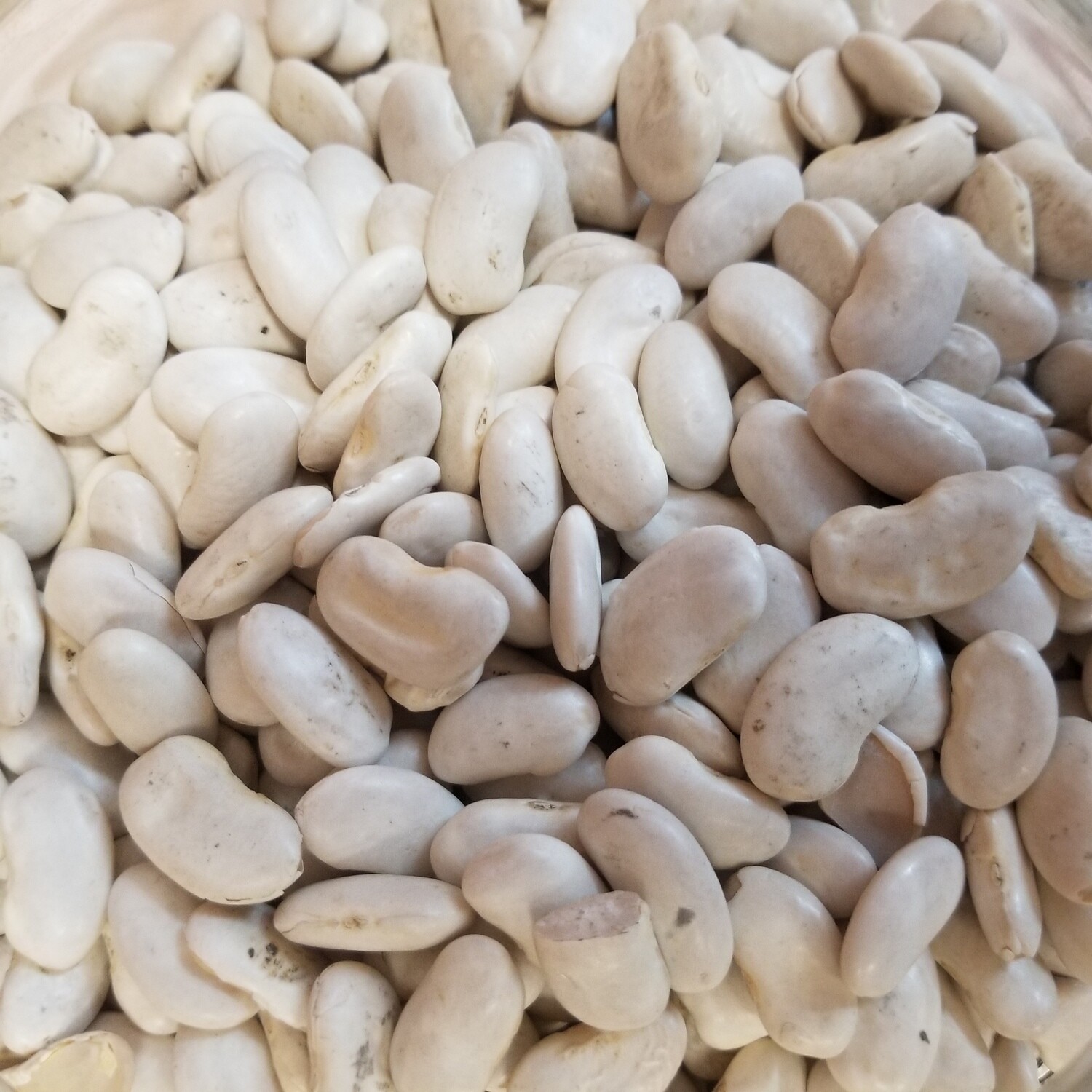 250g de Haricots blanc gourmet