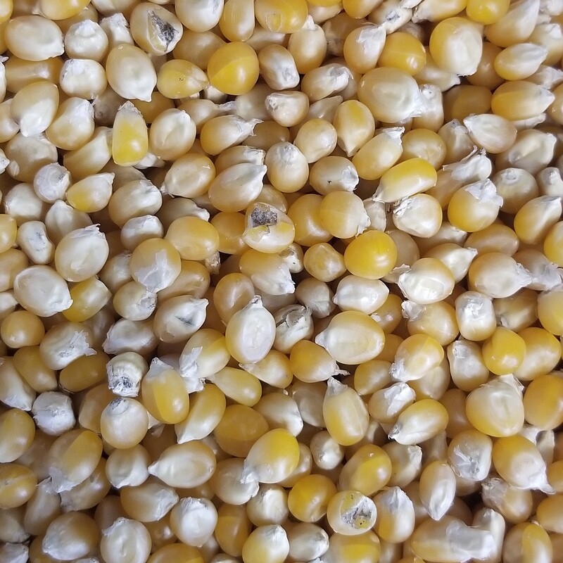 100g de Mais pour popcorn