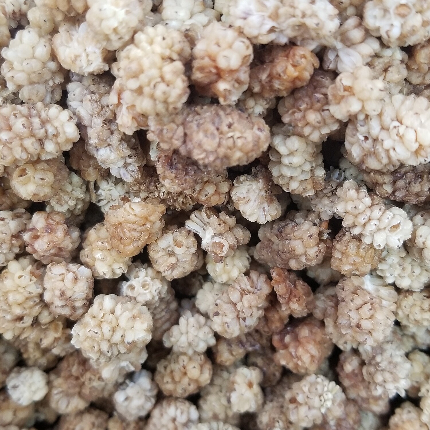 100g de Mûres blanches