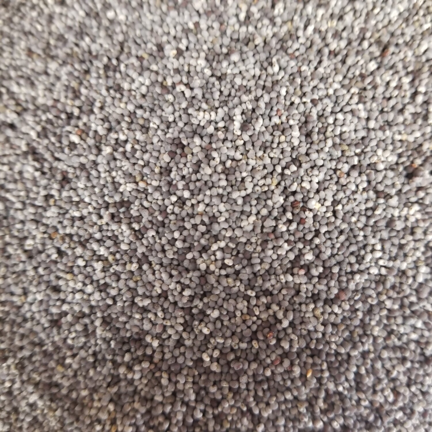 100g de Pavot Bleu
