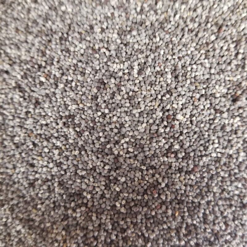 100g de Pavot Bleu