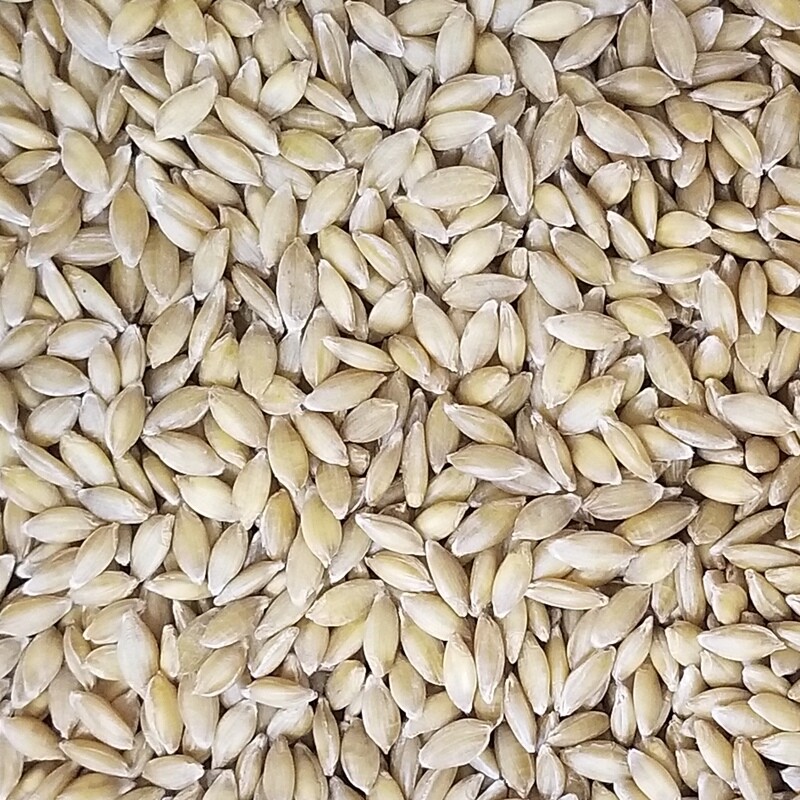 100g de Petit épeautre