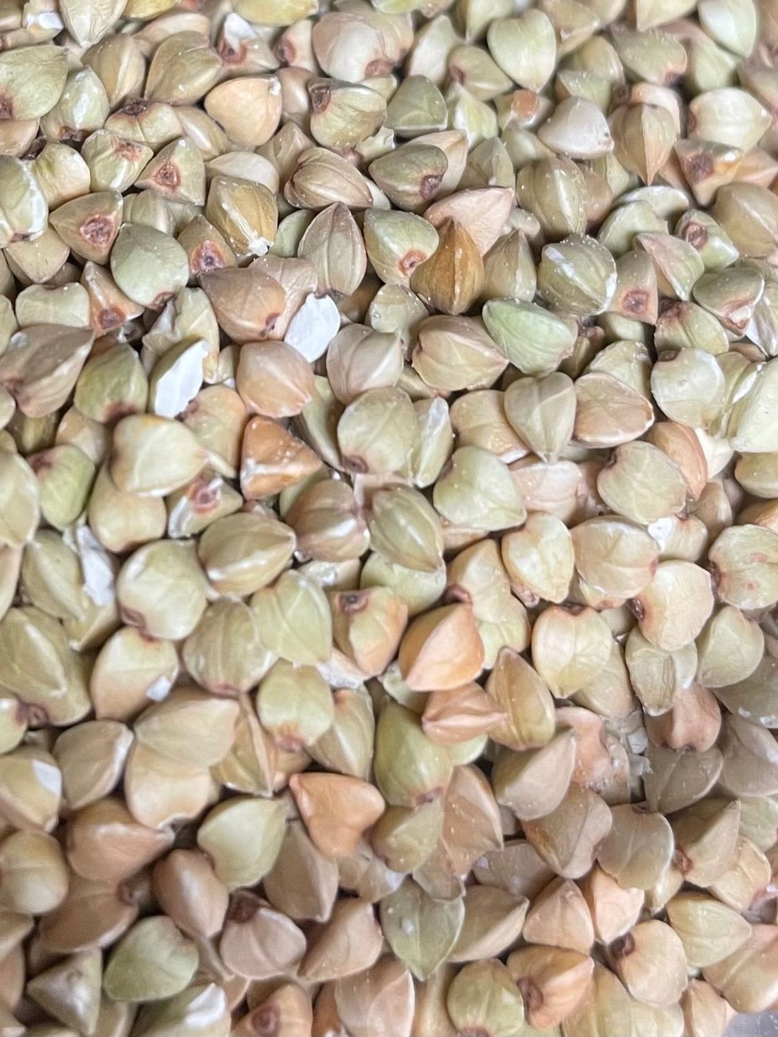 250g de Graines de Sarrasin