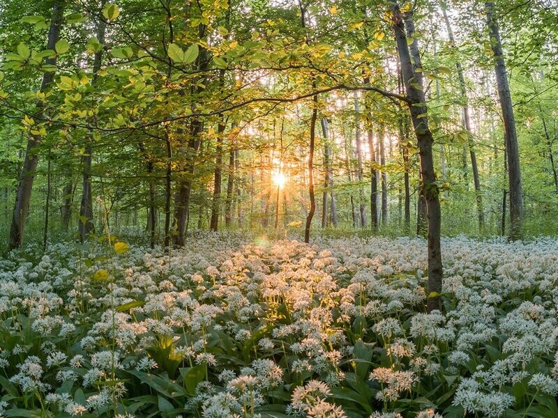 Lentewandeling + Workshop 'Natuurlijke Voorjaarsschoonmaak' - 2026 Maandageditie
