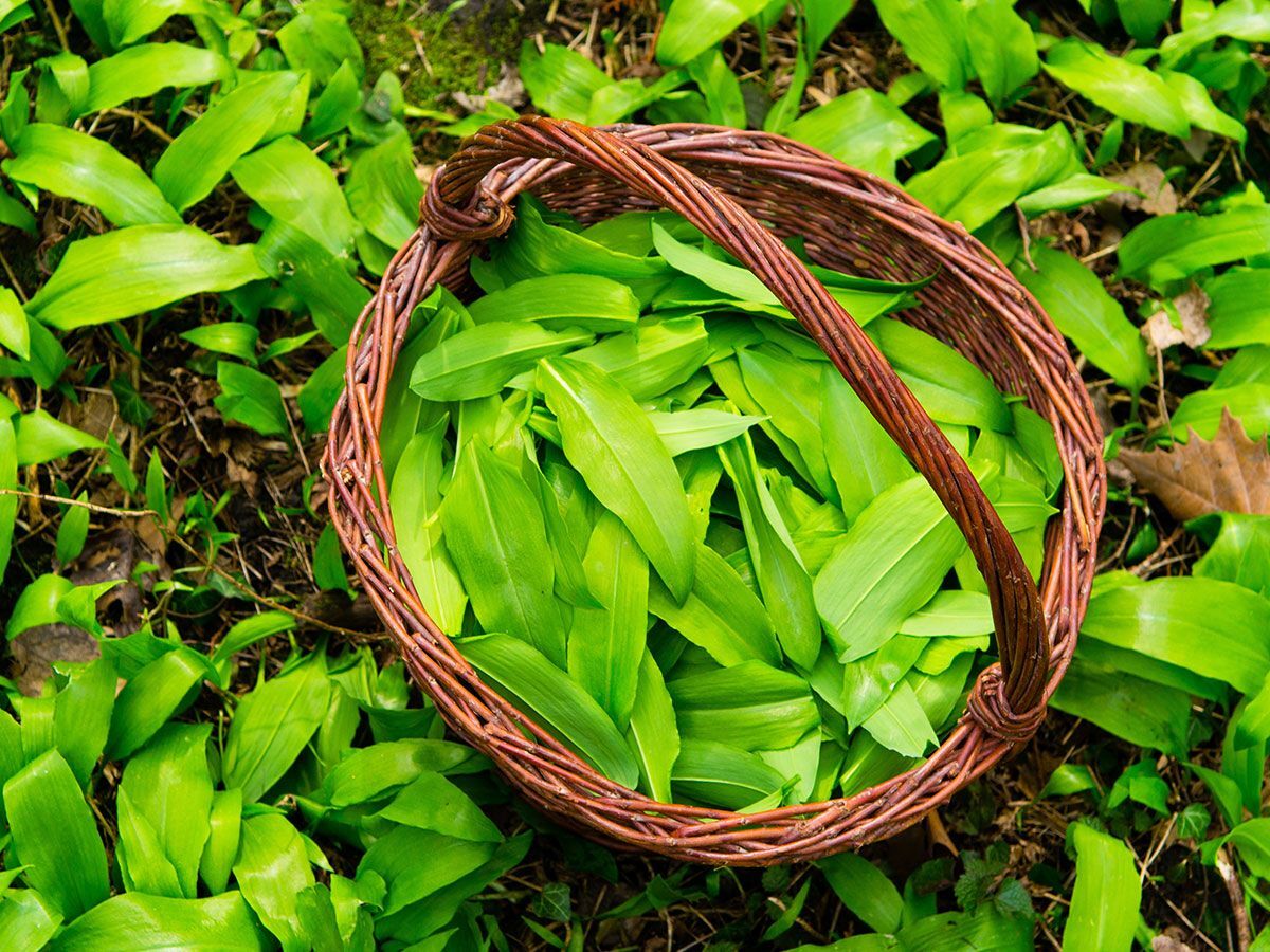 De Vier Seizoenen:  Vier  Wandelingen + Workshops 2025/2026 Maandageditie