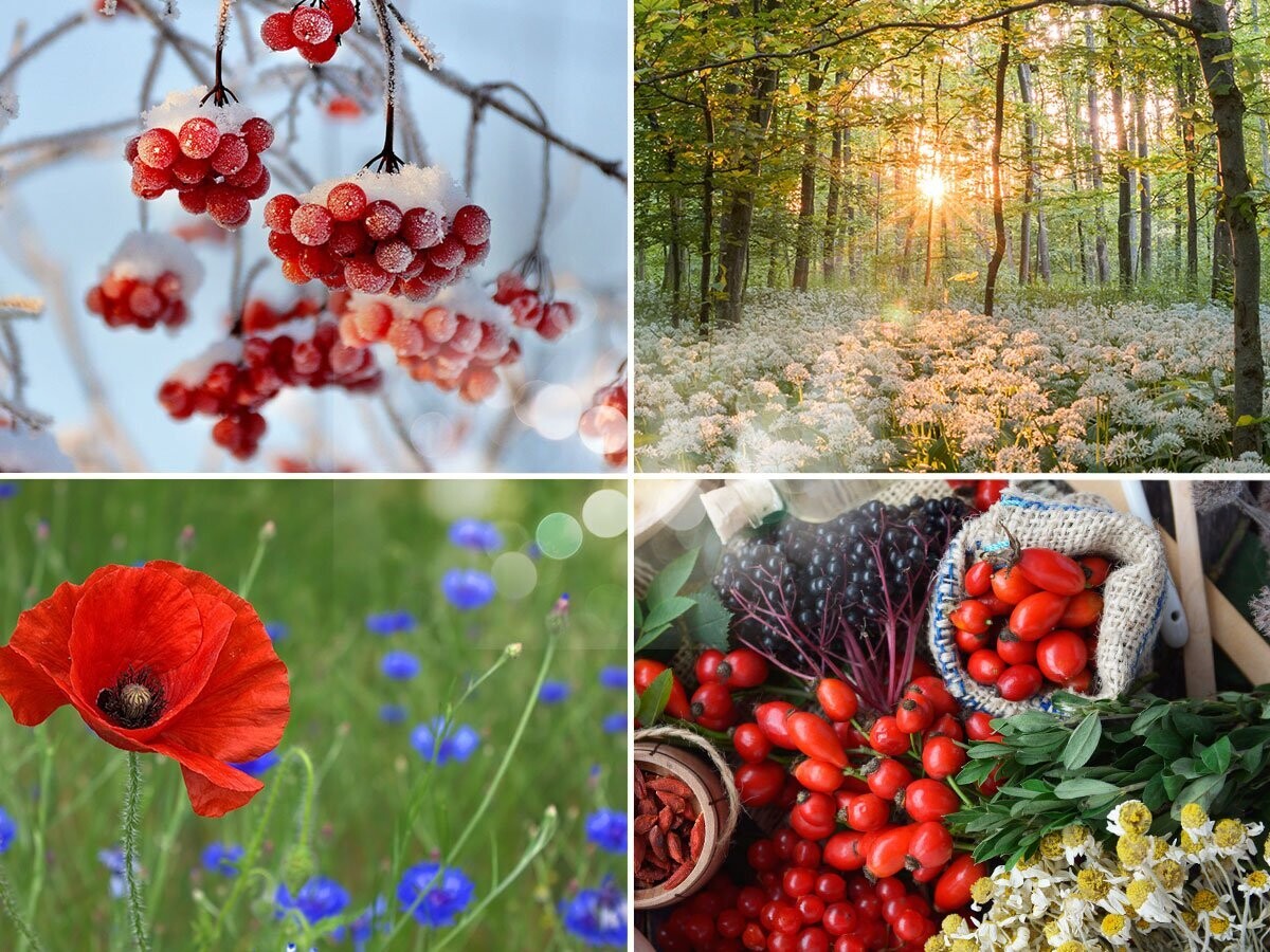 De Vier Seizoenen: Vier Wandelingen + Workshops 2027 De Vier Seizoenen: Vier Wandelingen + Workshops 2027