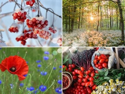 De Vier Seizoenen:  Vier  Wandelingen + Workshops 2027