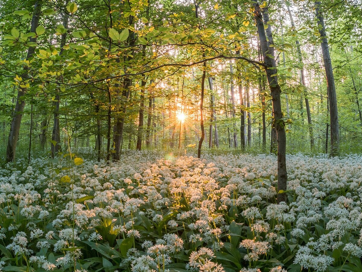 Lentewandeling + Workshop 'Natuurlijke Voorjaarsschoonmaak'