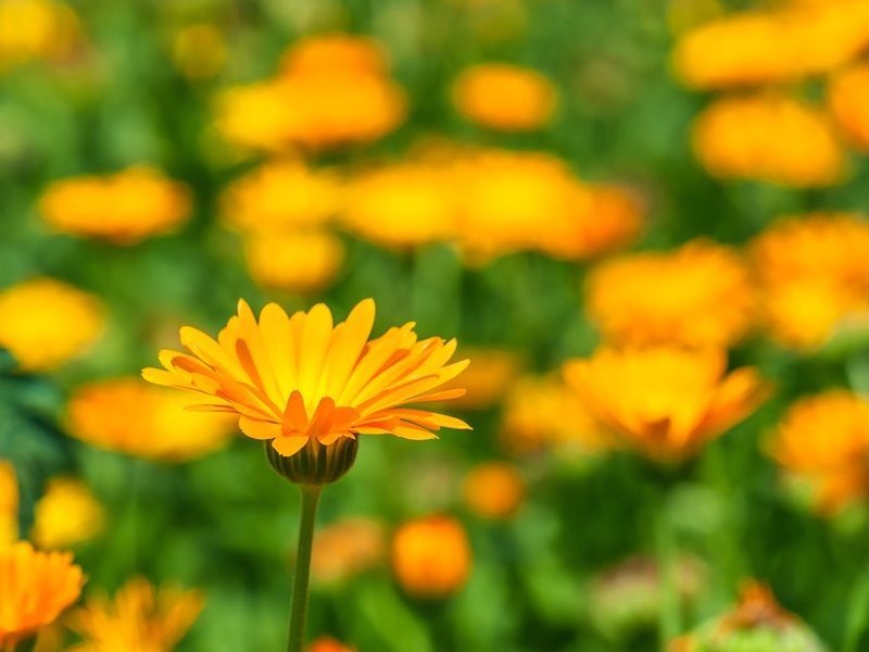 Eerste hulp met homeopathisch verdunde middelen